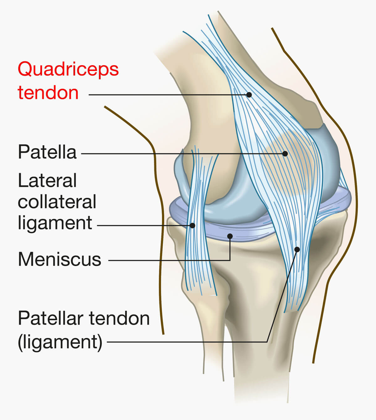 knee anatomy showing quadricep tendon
